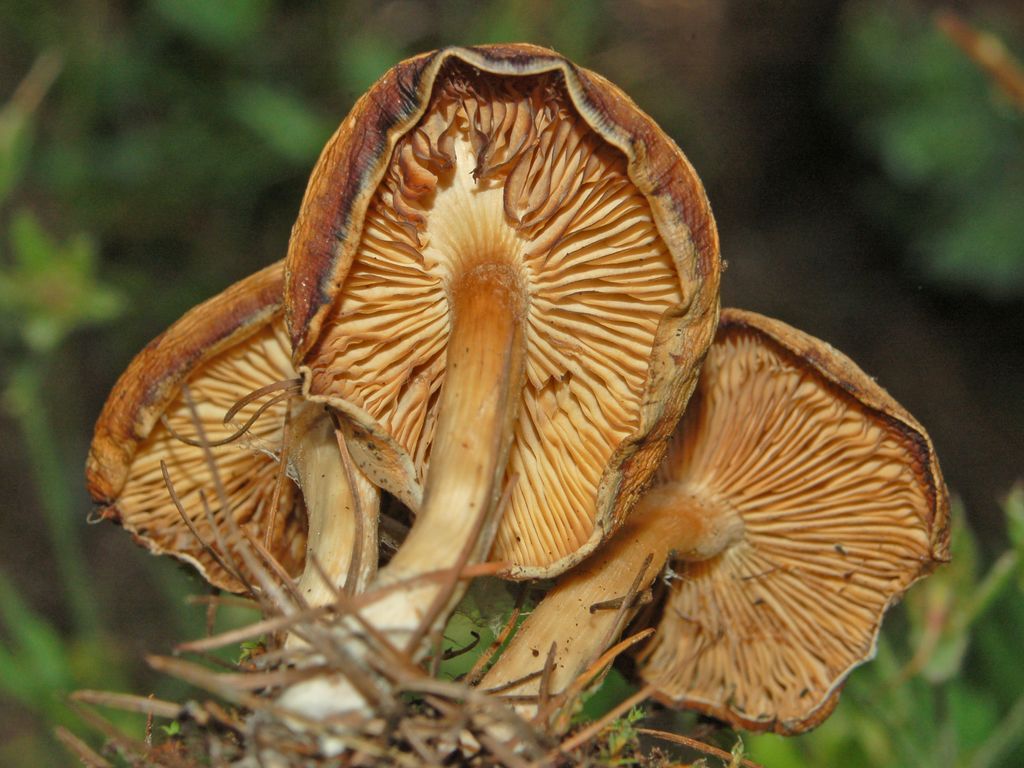 Dei poveri funghi appassiti
